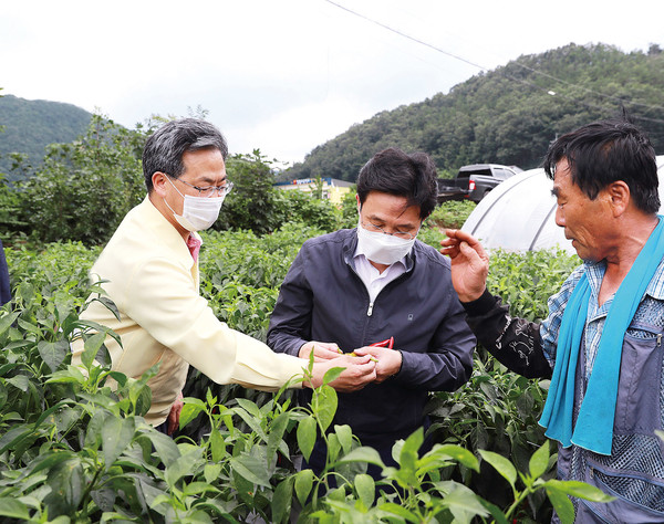 고추밭 농가를 방문한 오도창 영양군수 ⓒ영양군