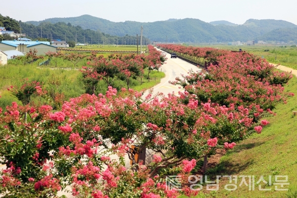 백일홍 꽃이 만개한 도로 ©울진군