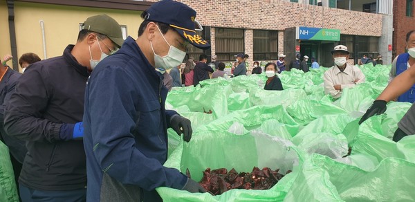 영양고추 수매현장 모습. ⓒ영양군