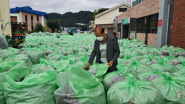 영양고추 수매현장 모습. ⓒ영양군