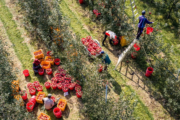 ▲ 청송사과 농가. ⓒ청송군