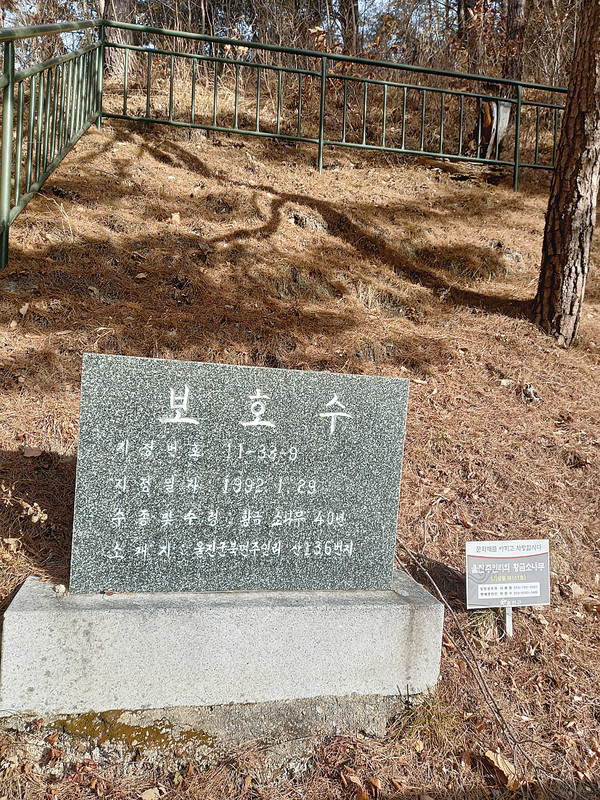 ▲ 울진 황금소나무 앞 비석. ⓒ영남경제 자료