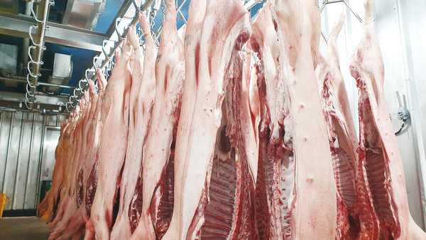 ▲한우로 중심온도 4℃ 이하 예냉을 실시했다. ⓒ포항축산농협