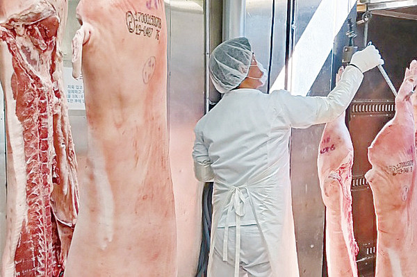 ▲관계자가 지육의 고기온도를 살펴보고 있다. ⓒ포항축산농협