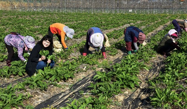 ▲산마늘 명이를 수확하는 모습.ⓒ독도무역
