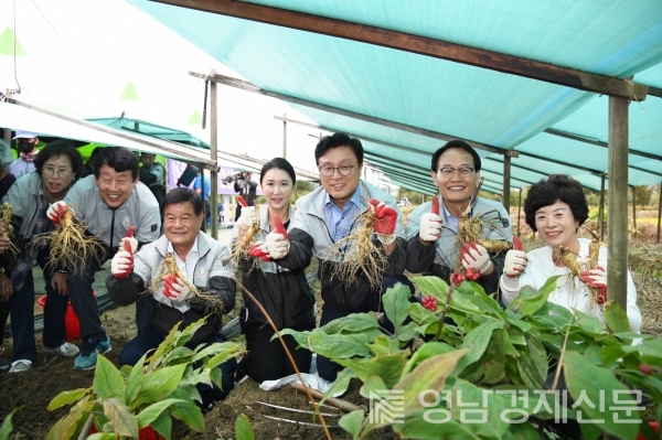 박남서 영주시장과 박형수 국회의원 인삼캐기 체험 모습