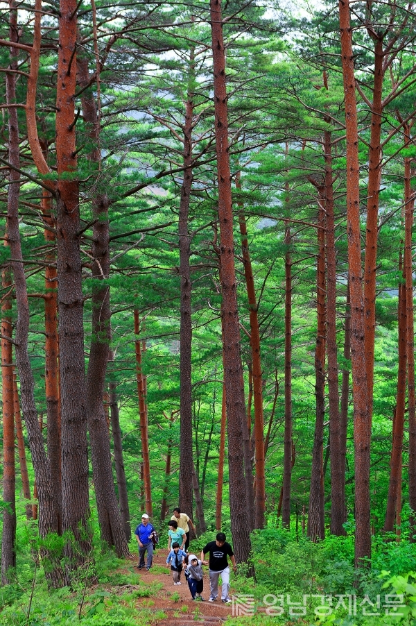 ▲ 금강송숲길. ⓒ울진군