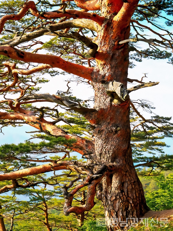 ▲ 대왕소나무. ⓒ울진군