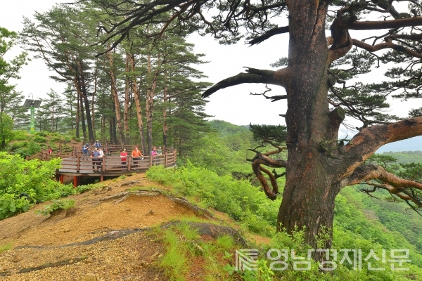 ▲ 대왕소나무. ⓒ울진군