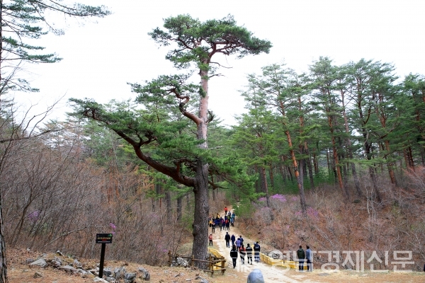 ▲ 소나무숲길. ⓒ울진군