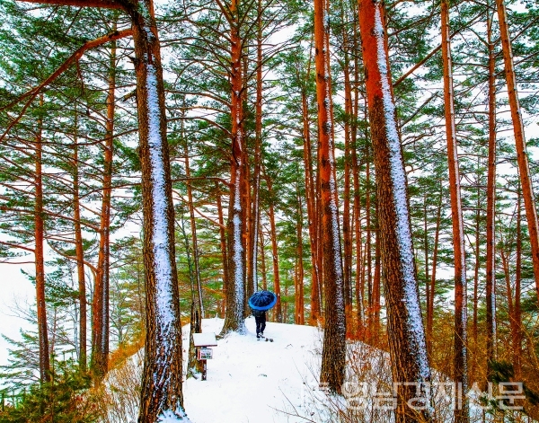 ▲ 소나무숲 설경. ⓒ울진군