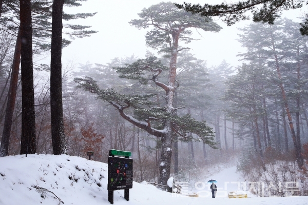 ▲ 울진군 금강소나무숲. ⓒ울진군
