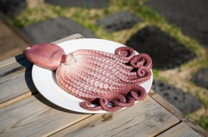 ▲ 호미곶돌문어. ⓒ포항마켓