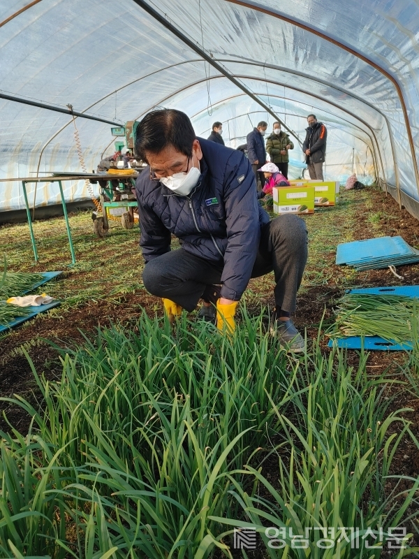 ▲ 현장방문을 통해 농가 일손을 돕고 있는 오호태 조합장. ⓒ남포항농업협동조합