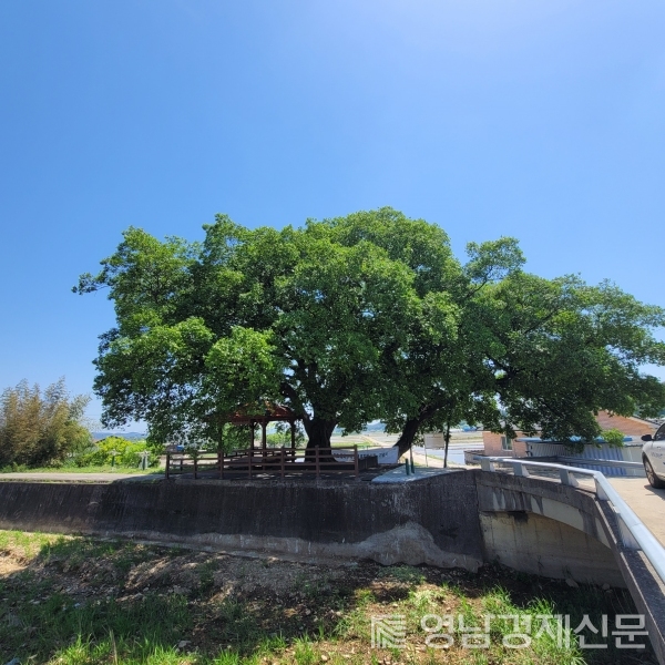 최초의 동학 조직안내 표지판이 있는 매산리 당수나무. ⓒ영남경제 자료