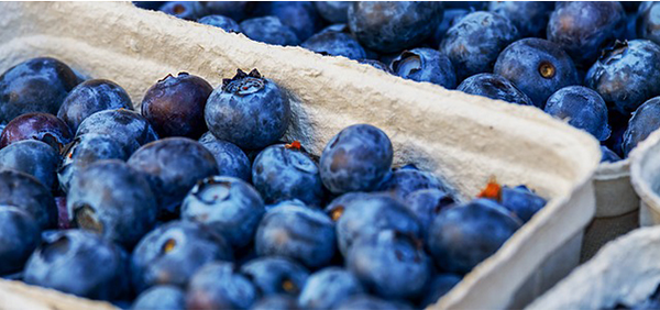 ▲ 친환경농업으로 안전하고 건강한 유기농 블루베리. ⓒ홍계와이너리