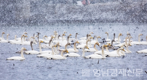 ▲ 겨울 지산샛강 생태공원을 찾은 큰고니 무리. ⓒ구미시