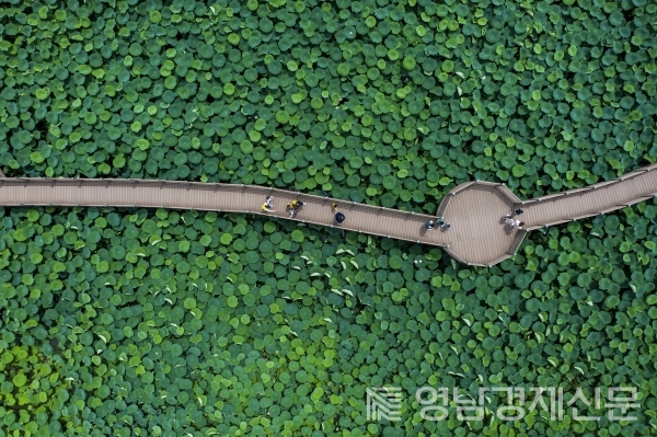 ▲ 여름 지산샛강 생태공원의 모습. ⓒ구미시