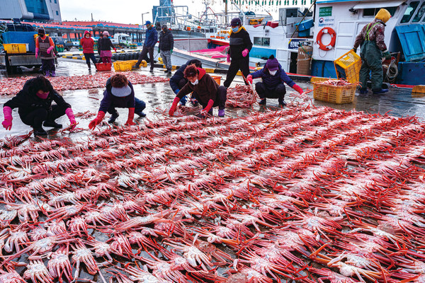 ▲ 울진군은 12월 15일부터 17일까지 3일 동안 죽변항에서 ‘죽변항 수산물축제’를 개최한다고 밝혔다. ⓒ울진군