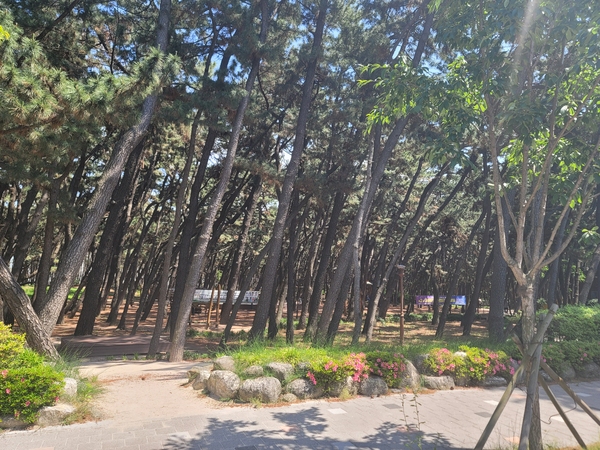 ▲ 송도 해변의 송림