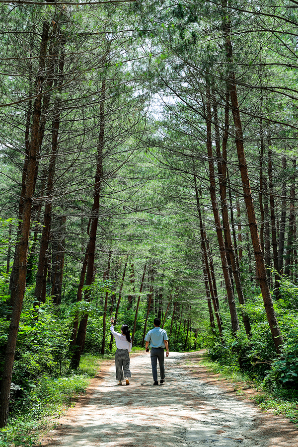 ▲ 금강소나무 숲길 ⓒ울진군
