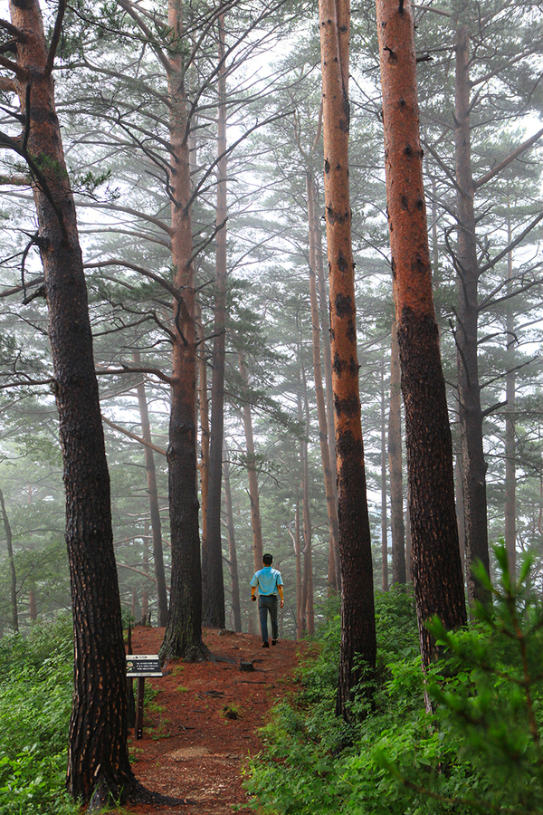 금강소나무 숲길 ⓒ울진군