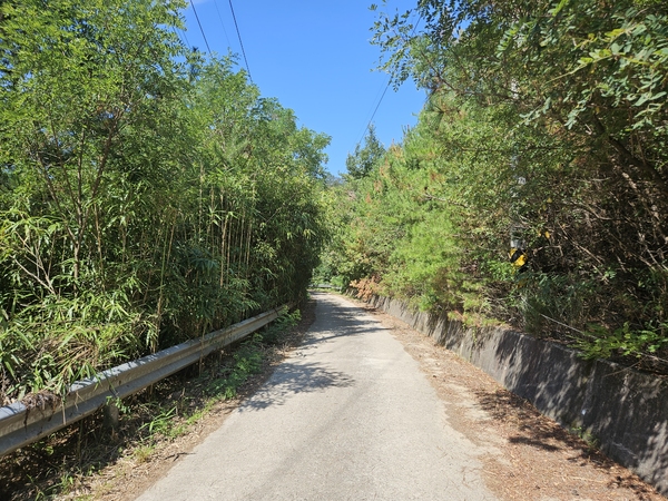 ▲ 나무들이 우거진 둘레길 ⓒ이정택 기자