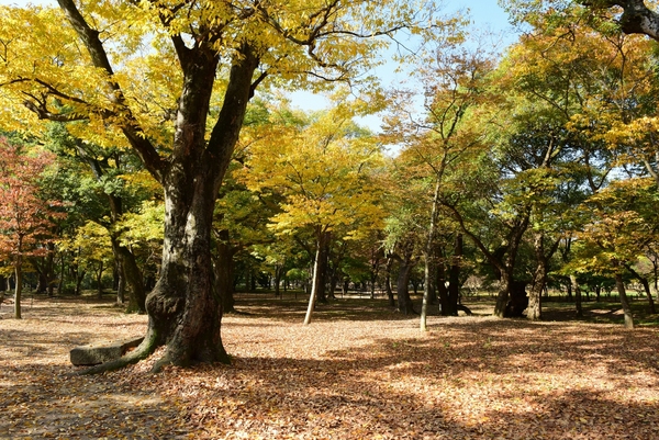 ▲ 경주 계림. 계림은 경주 김씨의 시조인 김알지가 태어난 곳이라는 전설을 간직한 숲이다. ⓒ국가유산청