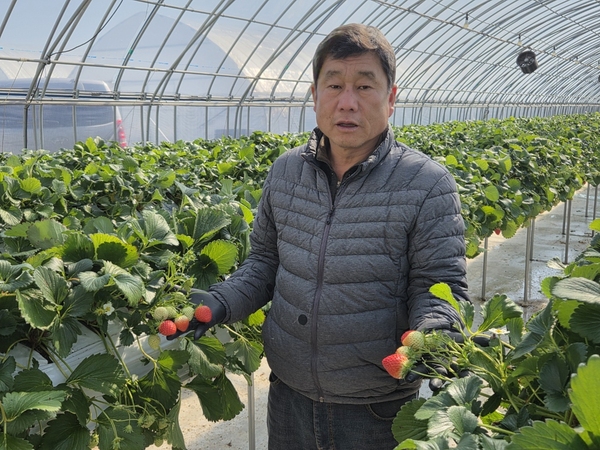 ▲ 김상철 포항 딸기연합회장 ⓒ포항시