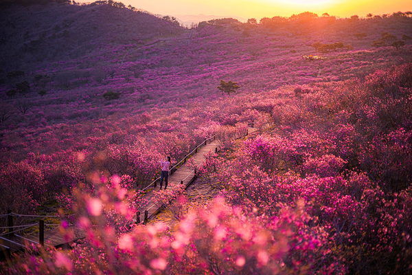 ▲ 비슬산 참꽃풍경 ⓒ달성군