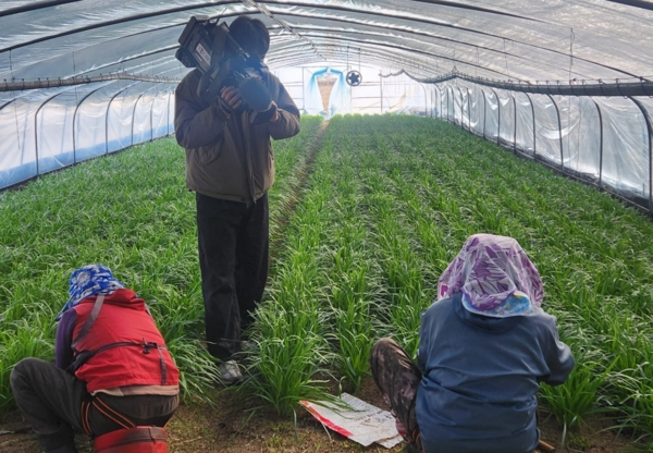 ▲ 농가 작업이 한창인 모습 ⓒ포항시