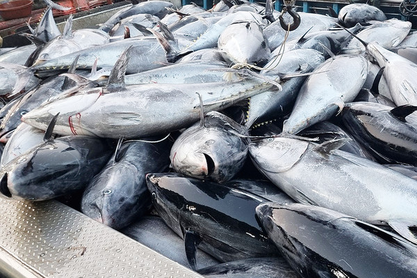 ▲ 8일 경북 영덕 앞바다에서 잡힌 대형 참다랑어(참치)가 강구수협 위판장 앞에 놓여 있다.