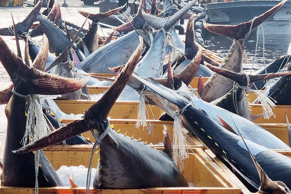 ▲ 8일 경북 영덕 앞바다에서 잡힌 대형 참다랑어(참치)가 강구수협 위판장 앞에 놓여 있다. ⓒ연합 