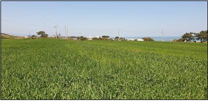 ▲구만리 청보리밭(봄) 