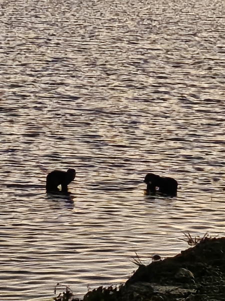 ▲ 12일 보문교 아래 하류보 산책로 인근에서 수달 한쌍이 물고기를 잡아먹고 있다.