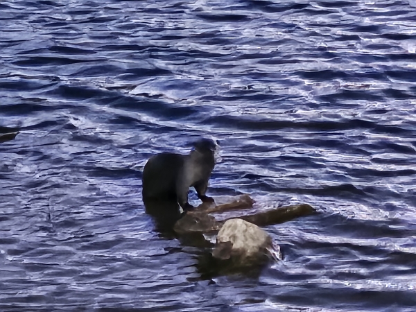 ▲ 12일 보문교 아래 하류보에서 수달이 휴식을 취하고 있다.